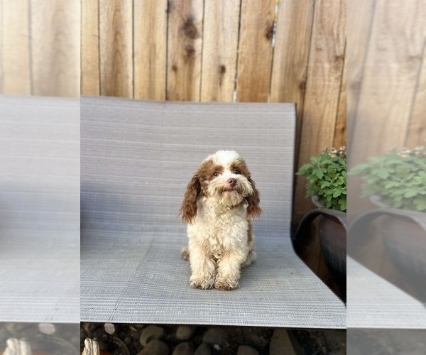 Medium Photo #4  Breeder Profile in RESCUE, CA, USA