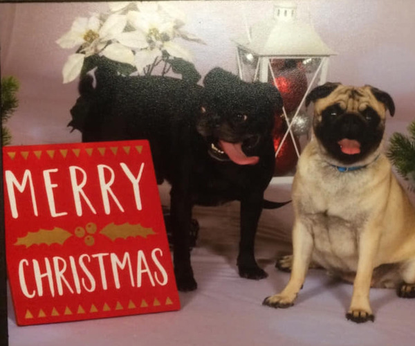 Medium Photo #1  Breeder Profile in FORT WAYNE, IN, USA