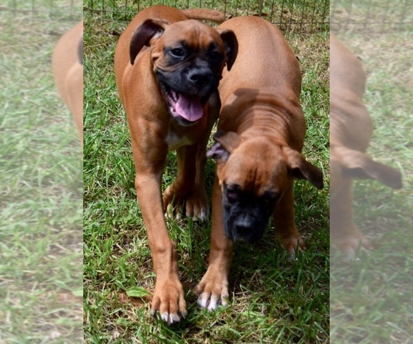 Medium Photo #1  Breeder Profile in MADISON HEIGHTS, VA, USA