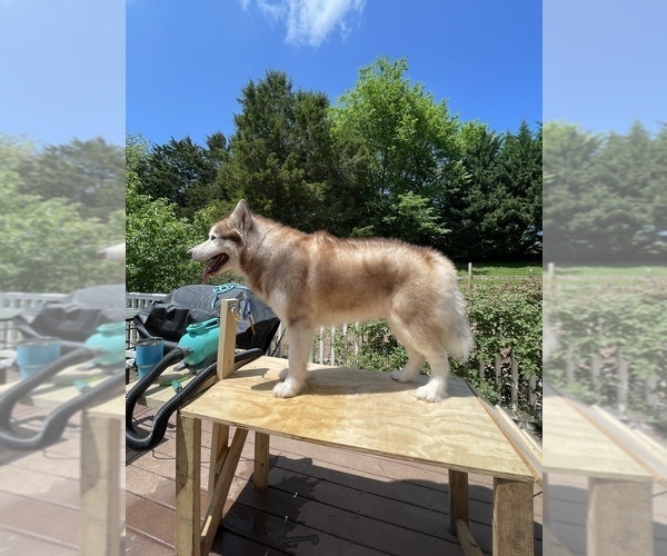 Medium Photo #30  Breeder Profile in FREDERICK, MD, USA