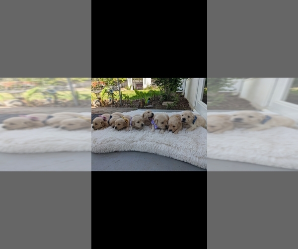 Medium Photo #8  Breeder Profile in ELVERTA, CA, USA