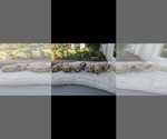 Small #7 Breeder Profile image