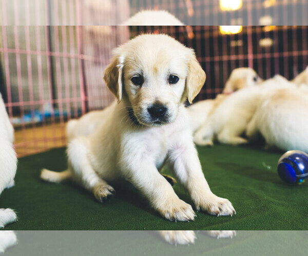 Medium Photo #26  Breeder Profile in MALDEN, MA, USA