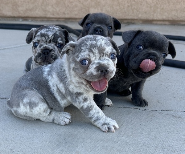 Medium Photo #1  Breeder Profile in PHELAN, CA, USA