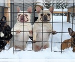 Small #42 Breeder Profile image
