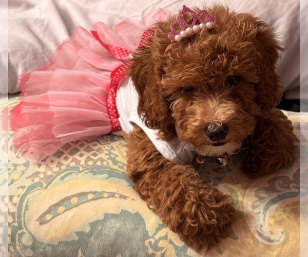 Medium Photo #4  Breeder Profile in DALLAS, TX, USA