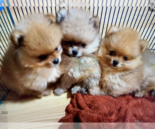 Medium Photo #11  Breeder Profile in CEDAR GROVE, NC, USA