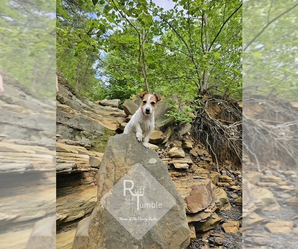 Medium Photo #8  Breeder Profile in HARVEL, IL, USA