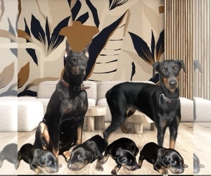 Doberman Pinscher Dog Breeder near SAGINAW, MI, USA
