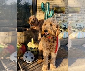 Goldendoodle (Miniature) Dog Breeder near DENTON, TX, USA