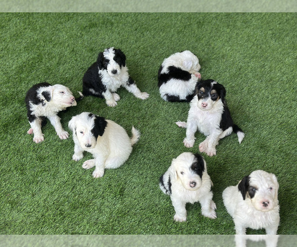 Medium Photo #1  Breeder Profile in ST AUGUSTINE, FL, USA