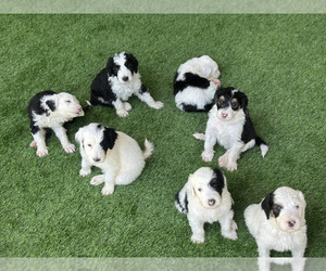 Sheepadoodle Dog Breeder near ST AUGUSTINE, FL, USA