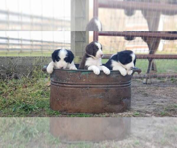 Medium Photo #8  Breeder Profile in ELIZABETH CITY, NC, USA
