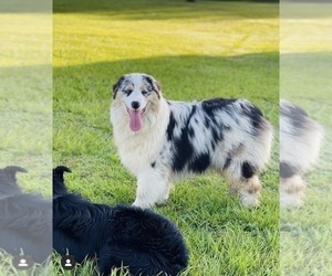 Australian Shepherd Dog Breeder near ATLANTA, GA, USA