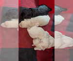 Small #5 Breeder Profile image
