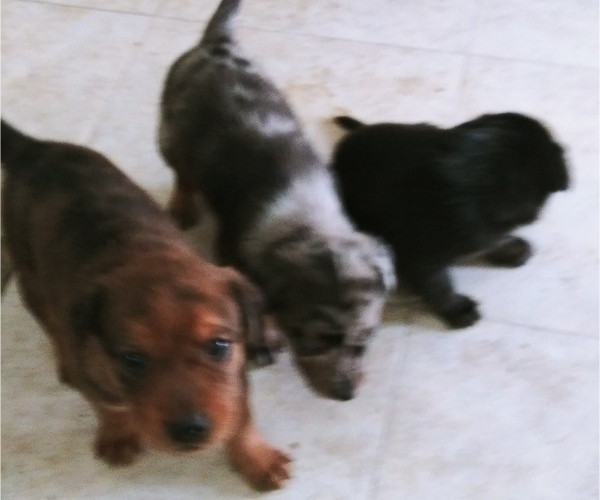 Medium Photo #1  Breeder Profile in CEDAR CITY, UT, USA