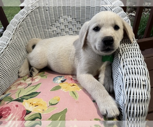 Medium Photo #2  Breeder Profile in SPRINGFIELD, MO, USA
