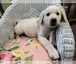 Small #1 Breeder Profile image