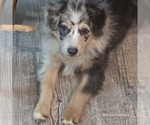 Small #3 Breeder Profile image