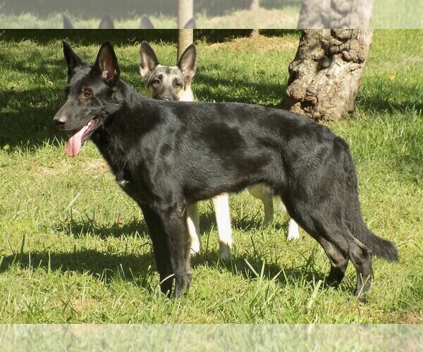 Medium Photo #1  Breeder Profile in HOMECROFT, IN, USA