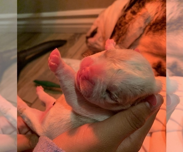 Medium Photo #8  Breeder Profile in MONTCLAIR, CA, USA