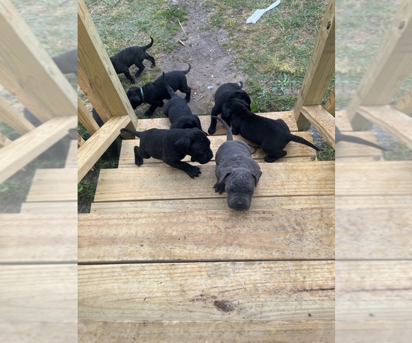 Medium Photo #4  Breeder Profile in CROSS HILL, SC, USA