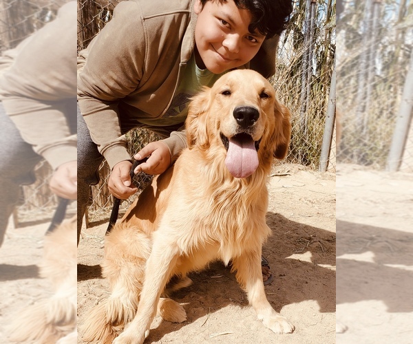Medium Photo #1  Breeder Profile in SANTA CLARITA, CA, USA