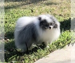 Small Photo #3  Breeder Profile in CLUTE, TX, USA