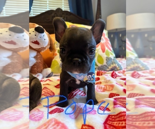 Medium Photo #7  Breeder Profile in Fresno, CA, USA