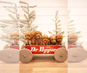 Goldendoodle Dog Breeder near ASH GROVE, MO, USA