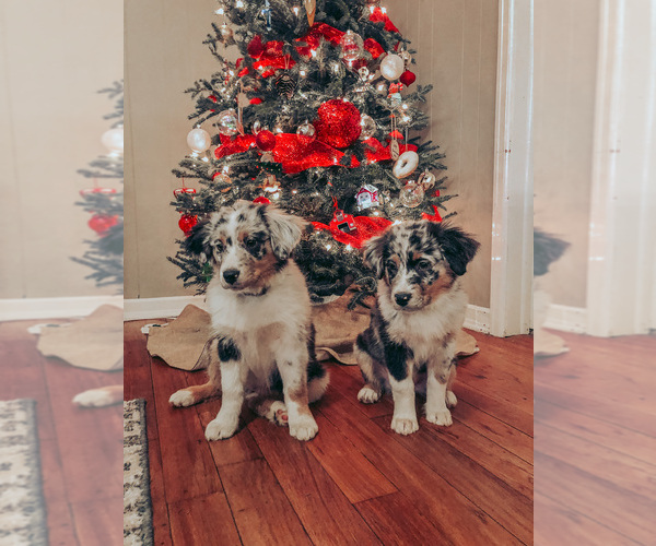 Medium Photo #3  Breeder Profile in BOUTON, IA, USA