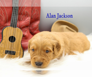 Golden Retriever Dog Breeder in SCIO,  USA