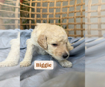 Small #9 Breeder Profile image