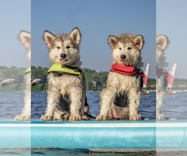 Medium Photo #8  Breeder Profile in FREDERICK, MD, USA