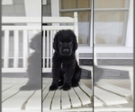Small #38 Breeder Profile image