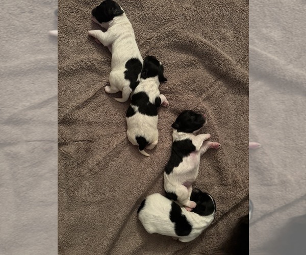 Medium Photo #1  Breeder Profile in WOODLAND PARK, NJ, USA