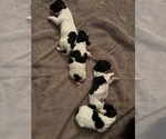 Small breeder photo