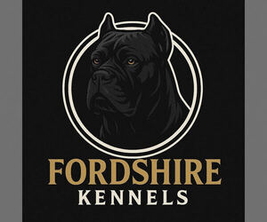 American Bully-American Staffordshire Terrier Mix Dog Breeder near POWELL, OH, USA