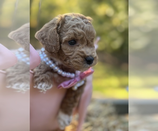 Medium Photo #7  Breeder Profile in INMAN, SC, USA