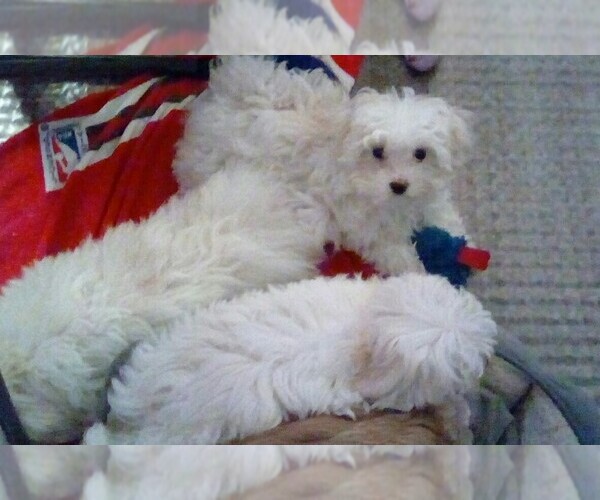 Medium Photo #1  Breeder Profile in DAVISVILLE, RI, USA