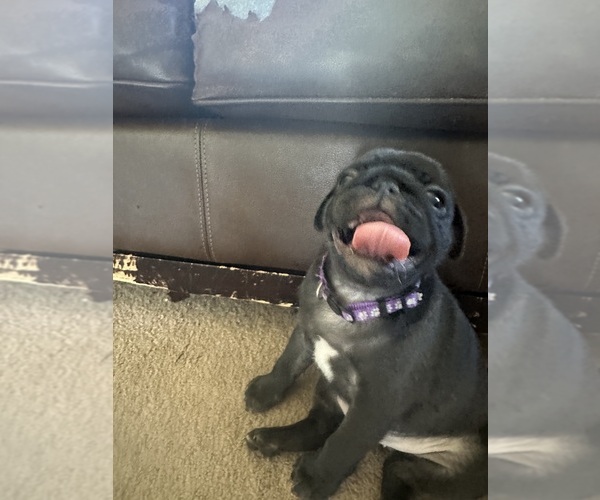 Medium Photo #34  Breeder Profile in PRINEVILLE, OR, USA