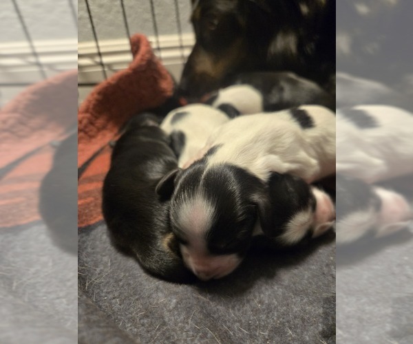 Medium Photo #6  Breeder Profile in PASO ROBLES, CA, USA