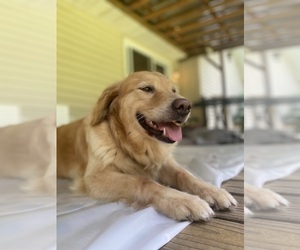 Goldendoodle Dog Breeder near PICKENS, SC, US