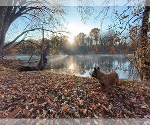 French Bulldog Dog Breeder near HERSEY, MI, USA