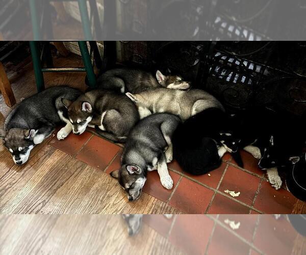 Medium Photo #19  Breeder Profile in MIDDLETOWN, OH, USA