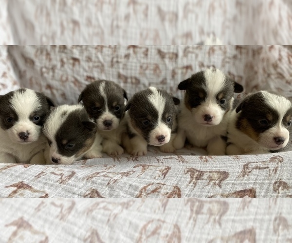 Medium Photo #10  Breeder Profile in WOODLAND, WA, USA
