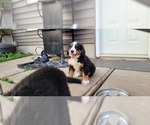 Small #11 Breeder Profile image