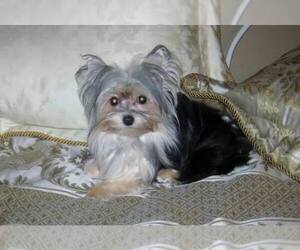 Morkie Dog Breeder near FAIRFIELD, OH, USA