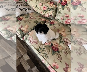 Maltipoo-Poodle (Miniature) Mix Dog Breeder near ARENZVILLE, IL, USA