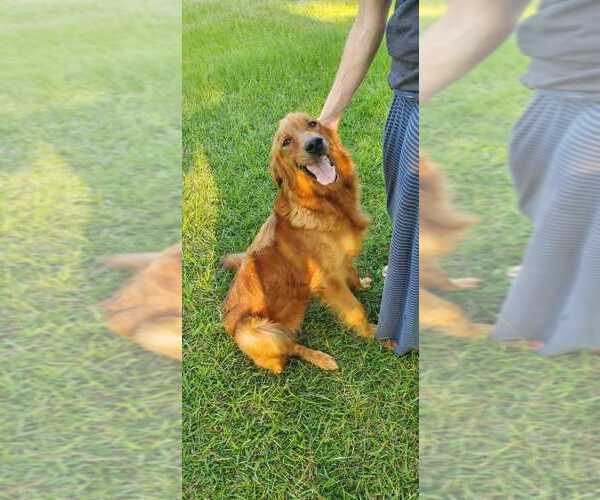 Medium Photo #4  Breeder Profile in MONTEZUMA, GA, USA